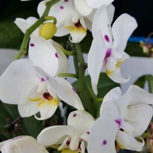 Meet your Posher, Louvette